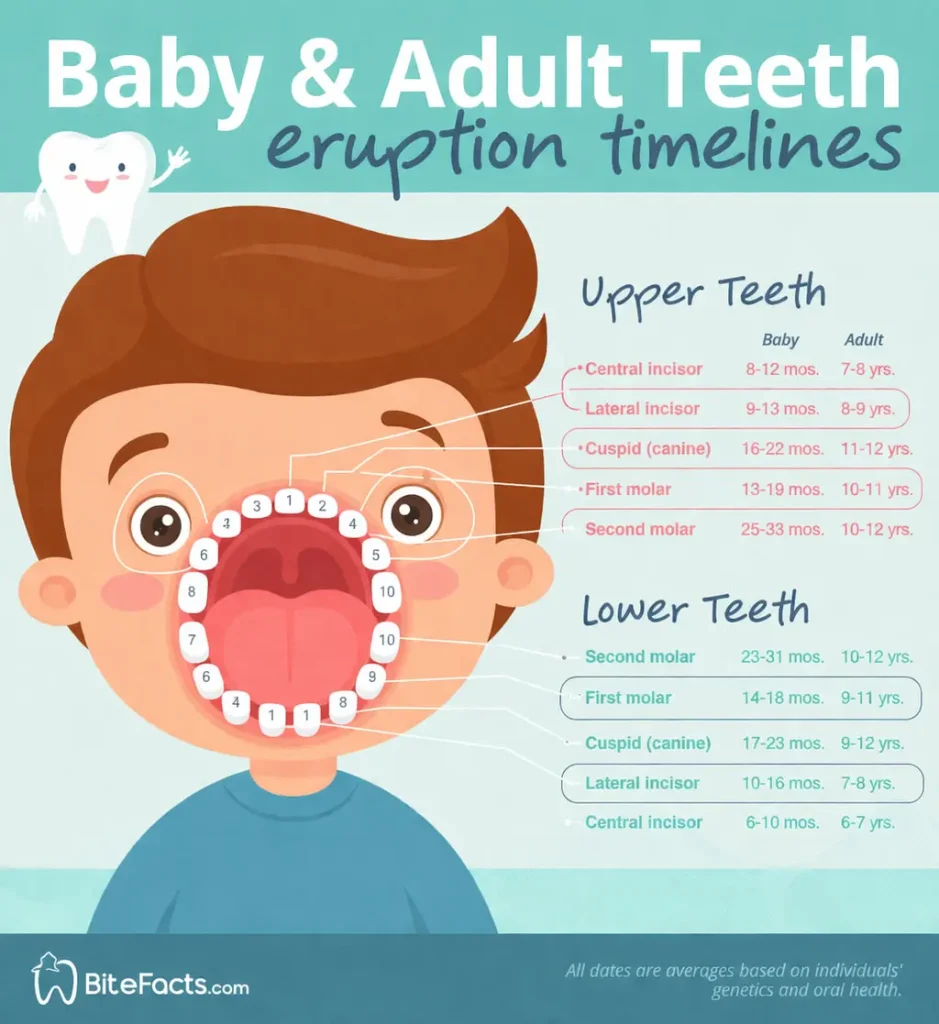 Children smiling showing baby and adult teeth, educational dental infographic style with BiteFacts.com branding