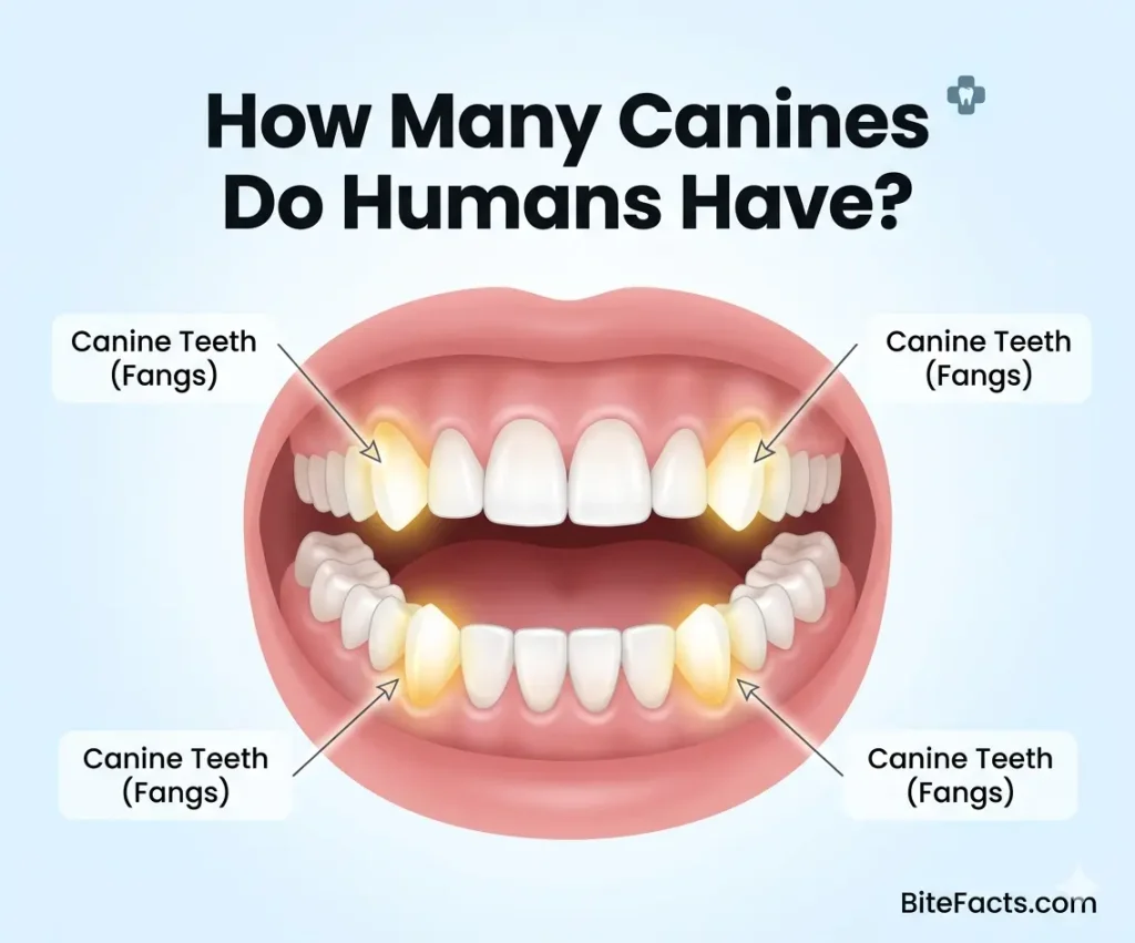 Human canine teeth highlighted in upper and lower jaw showing four pointed fangs